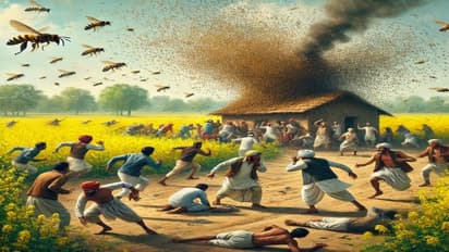 Bees attacked in Pali