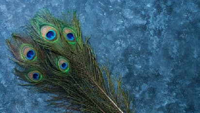 peacock feathers
