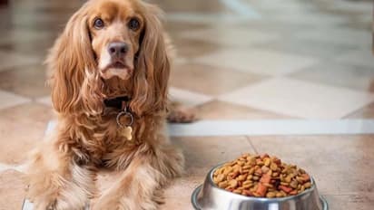 pets care and diet in summer