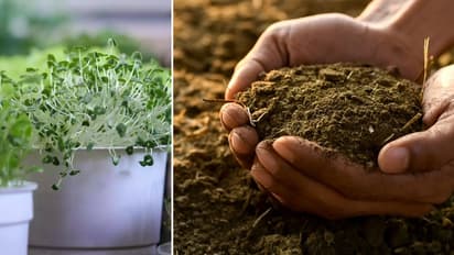 How to Grow a Chia Plant Gardening Tips