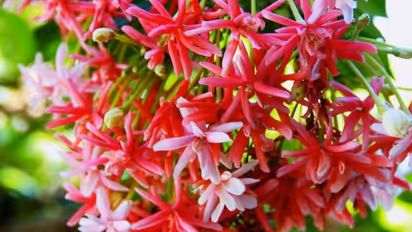 Best fertilizer for Madhumalti plant