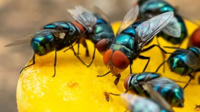 Home remedies for house flies