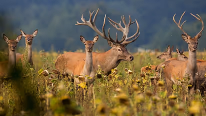 World Wildlife Day 2025