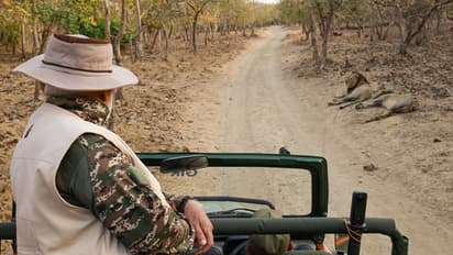 Narendra Modi Gir Lion Safari 