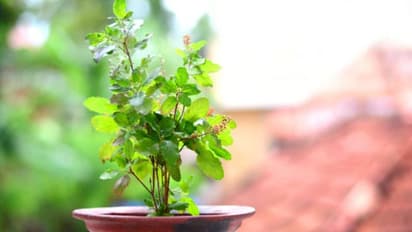 how to take care of tulsi plant in summer season
