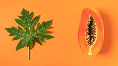 papaya leaves