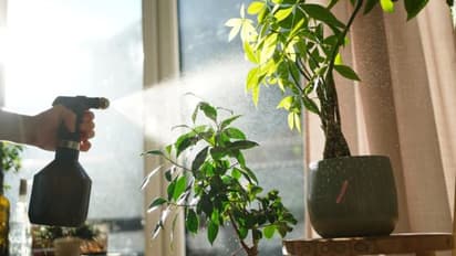 Summer plant care tips