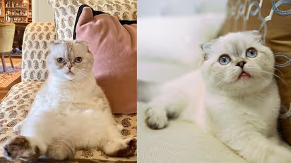 World most expensive Cat