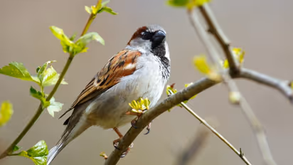 World Sparrow Day 2025