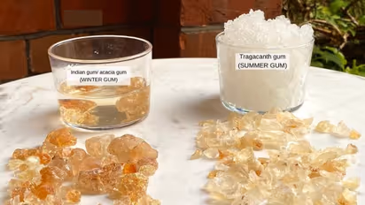 Difference between Gond and Gond Katira