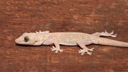 How to keep lizards away naturally