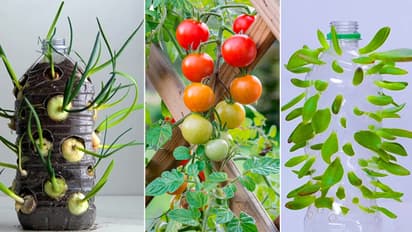 Genius Gardening Hacks and Easy DIY to Grow Vegetables and Flowers