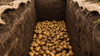 Potatoes buried in Ladakh reason