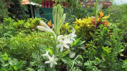 rose genda seasonal flower plants for home garden in summer