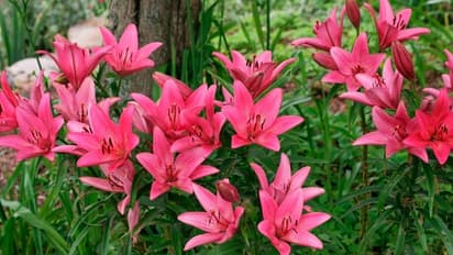 rose genda seasonal flower plants for home garden in summer