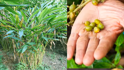 How-to-grow-cardamom-at-home