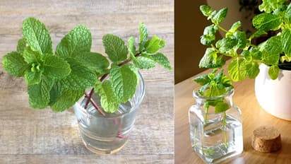 Hot To Grow fresh mint in kitchen Garden without soil just in water