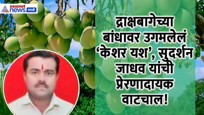 tuljapur mango success story new