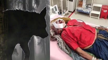 Indore Barwani mysterious animal