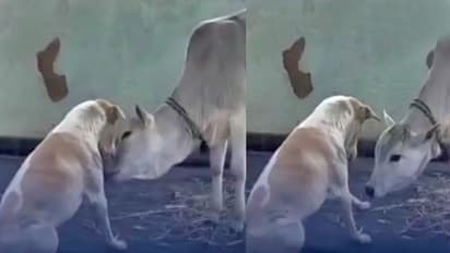 dog and cow love viral video