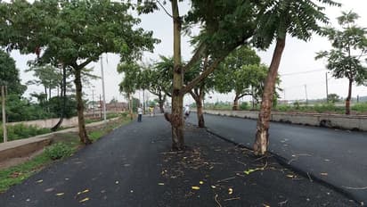 Trees stand in the middle of a road in Bihar.