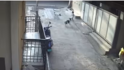 Pune Stray Dogs Attack