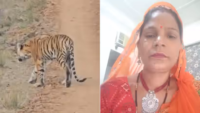 Tiger Attacks Workers Inside Jaipur Zoo, Kills Woman As Others Flee Climbing Trees And Fences
