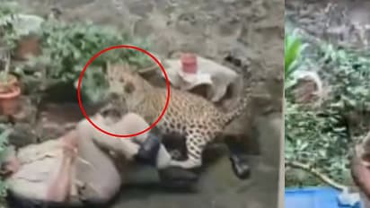 Leopard attack