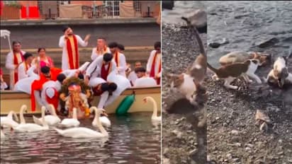 Ganesh Idol And cat fishing