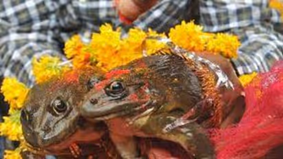 frog-wedding