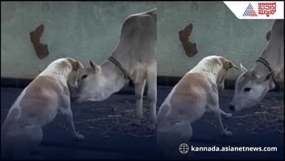 Dog and cow friendship