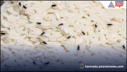  Rice  Insects