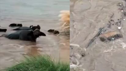 Punjab Floods Cattle Struggle to Survive 