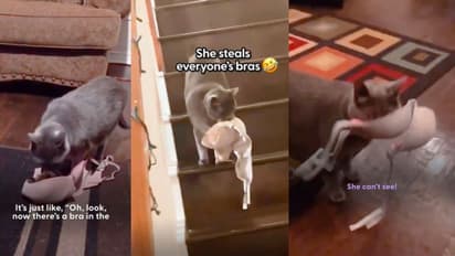 Cat Steals Bras