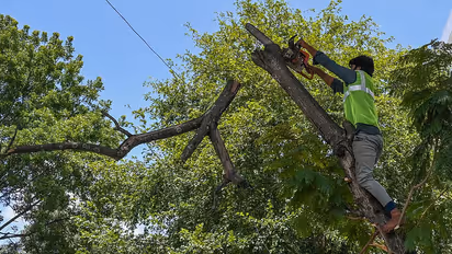 GBA Approves Felling 321 Trees KPTCL Hoodi Substation