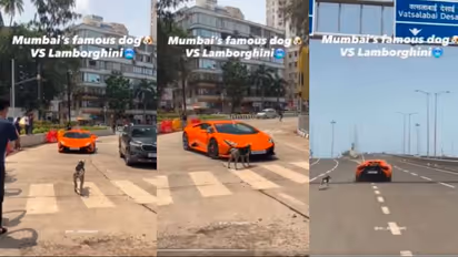 Stray Dog Blocks Lamborghini