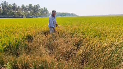 farmer at field