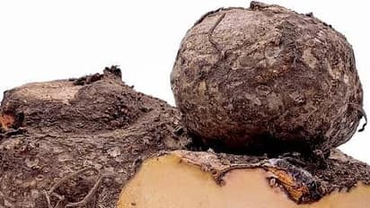 Seven benefits of eating Yam  weight loss cures blood deficiency bsm