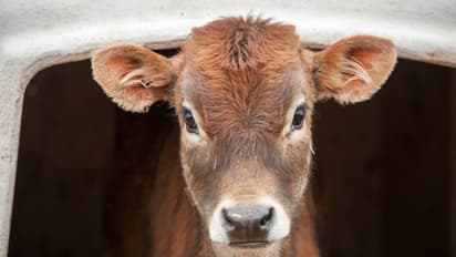 cow