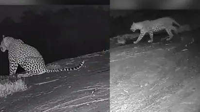 cctv video of leopard 