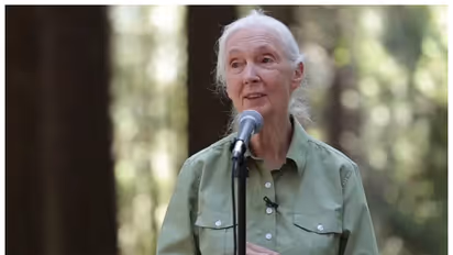 Jane Goodall