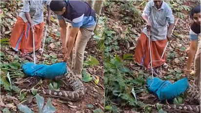big python caught from nilamel kollam
