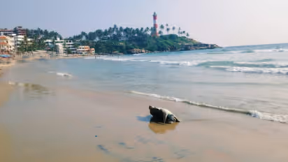 sea turtle dies in Kovalam