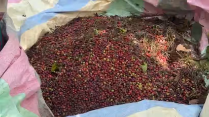Bumper coffee harvest at Ambalavayal Regional Agricultural Research Station in Wayanad showing employees picking ripe coffee beans