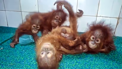 Orangutans Found in Odisha