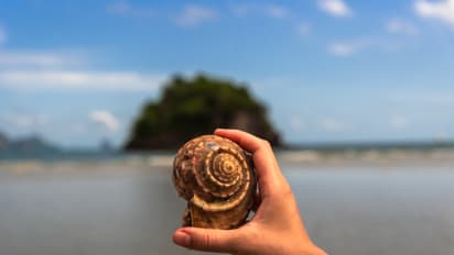 Conch shells