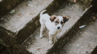 Five Puppies Burned Alive in Howrah