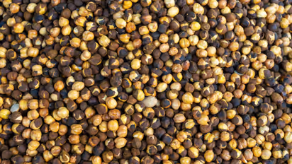 Roasted chickpeas