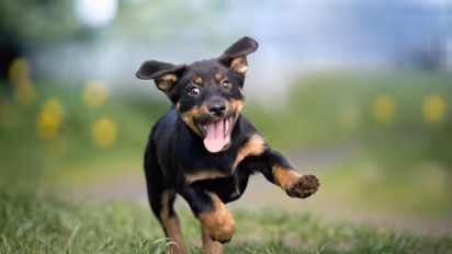 puppy