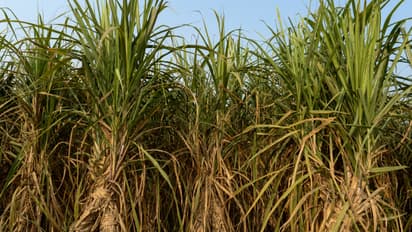 Sugarcane